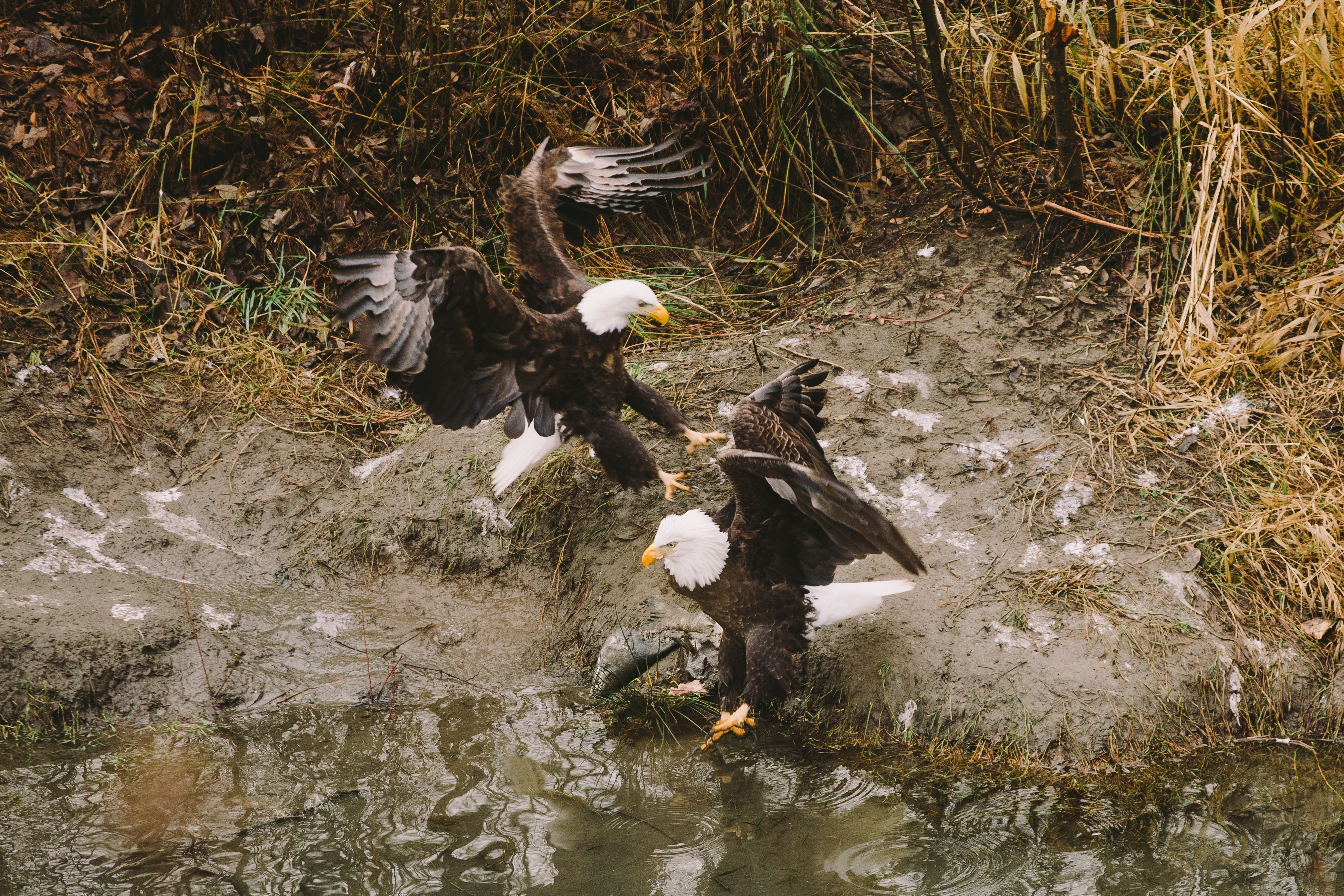 Winter Eagle Watching in Washington