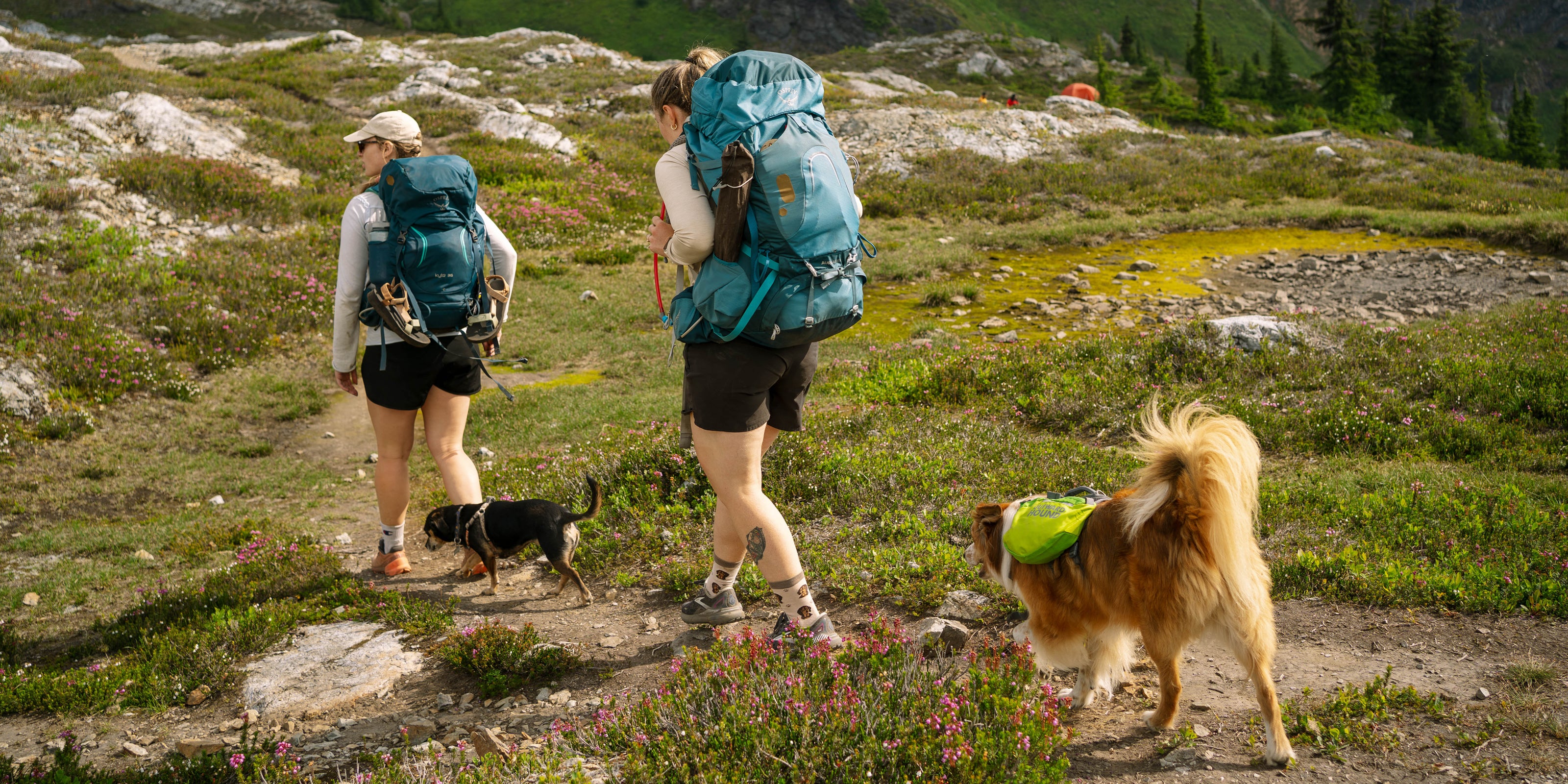 Two hikers with backpacks walking on a trail with two dogs.