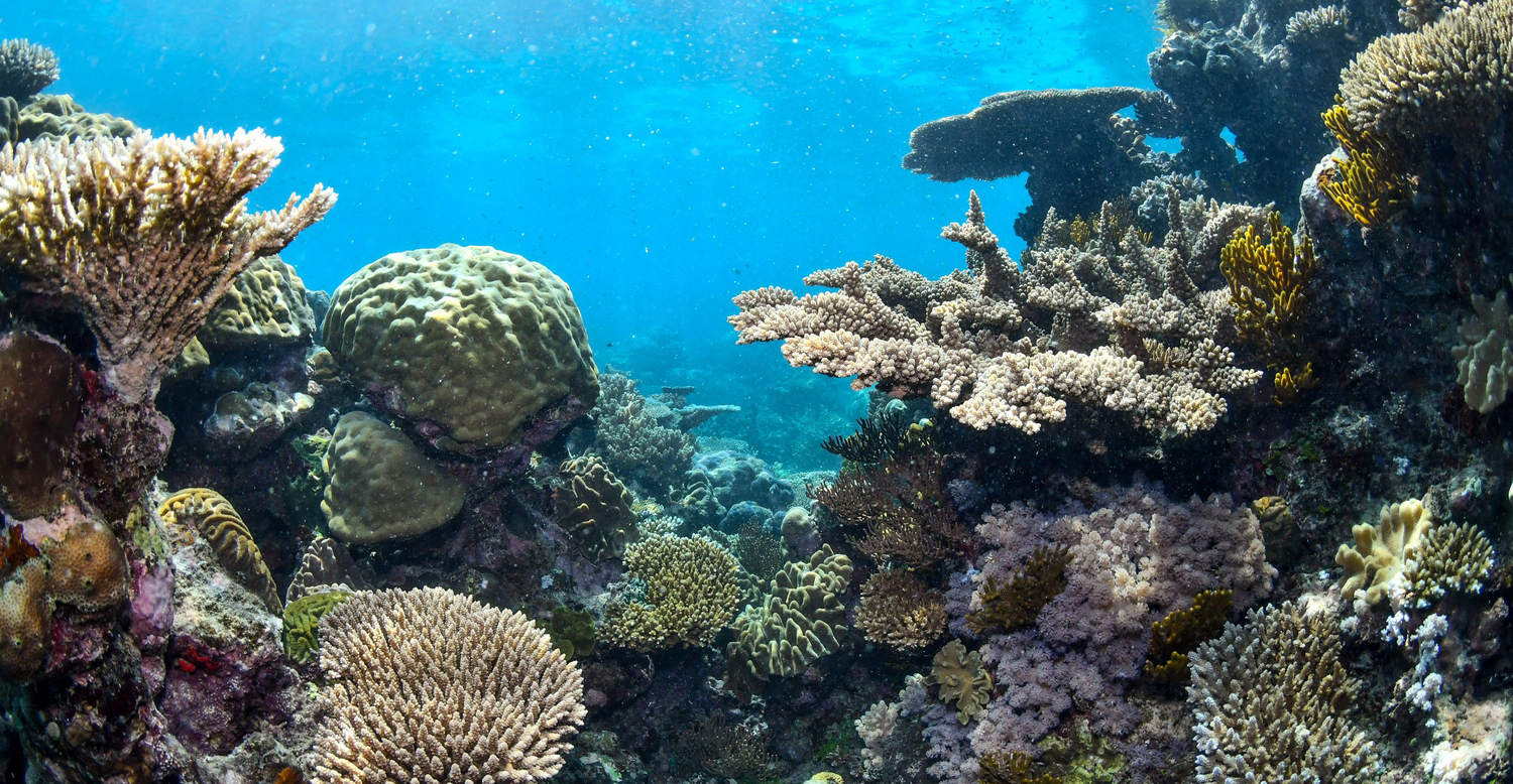 Colorful coral reef ecosystem underwater, with branching and boulder corals illuminated by clear blue ocean light