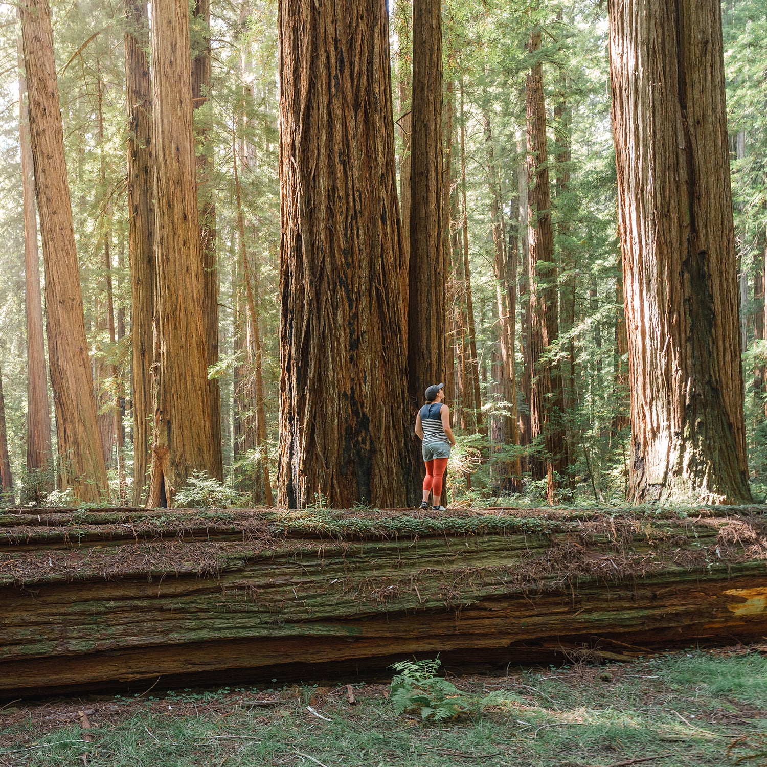 Person standing on a large fallen tree in a forest of giant trees.